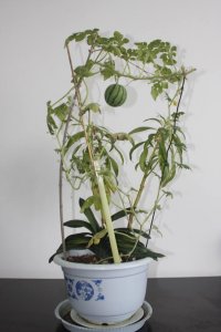 ​西瓜籽可以种出西瓜来吗（西瓜籽能直接种植吗）