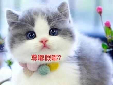 热梗“尊嘟假嘟”:网络热词背后的文化与情感折射 1