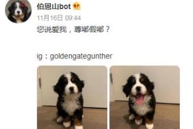 热梗“尊嘟假嘟”:网络热词背后的文化与情感折射 2