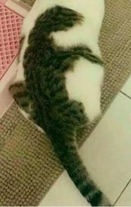 ​DNF宠物怎么改名（dnf宠物改名卡在哪里买)