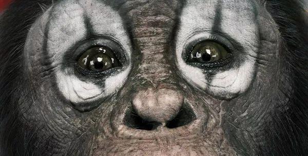 李易峰主演电影《动物世界》,4款海报里隐藏的14个看点