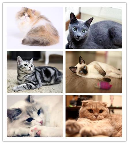 6张图，教你认全所有的猫咪品种！看完你还认为布偶猫是最美吗？