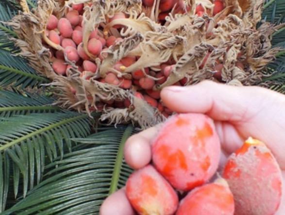 一农村男子种铁树，铁树开花结的果市场竟卖百元一斤