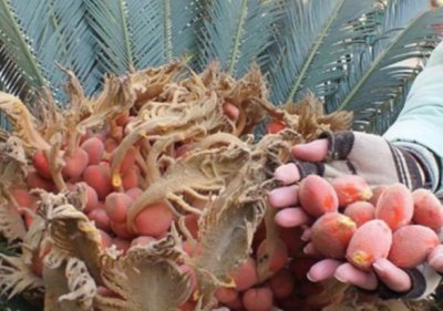 ​一农村男子种铁树，铁树开花结的果市场竟卖百元一斤