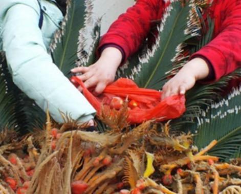 一农村男子种铁树，铁树开花结的果市场竟卖百元一斤