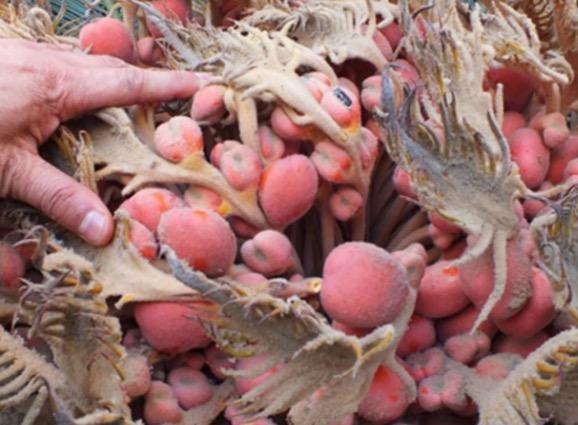 一农村男子种铁树，铁树开花结的果市场竟卖百元一斤