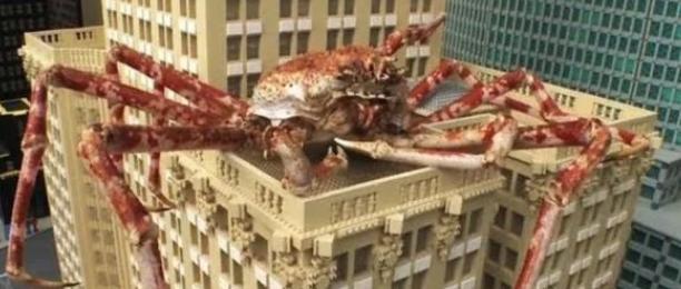 这种螃蟹长得像巨型蜘蛛,腿长4.2米,号称“杀人蟹”却败给吃货