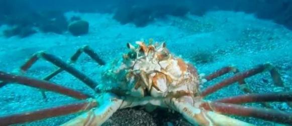 这种螃蟹长得像巨型蜘蛛,腿长4.2米,号称“杀人蟹”却败给吃货