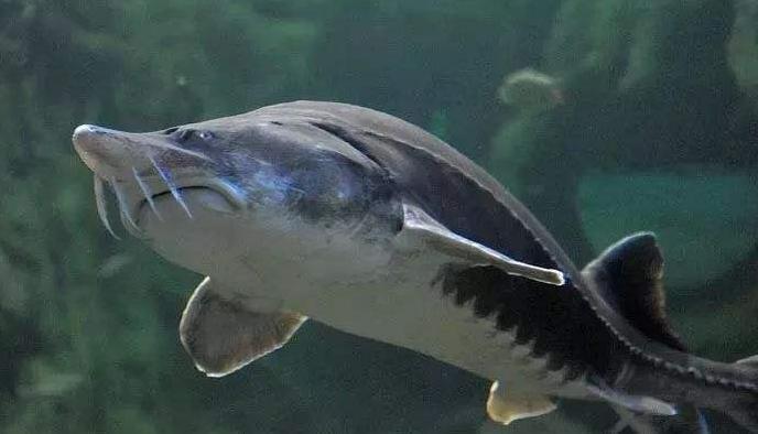 鱼有耳朵吗？如果是这样的话，它们的听力会受到什么影响你了解没