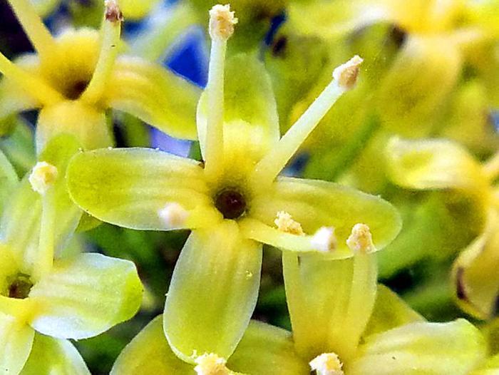 此花四季常青，入秋后红果满枝，在花市很受欢迎，是万寿无疆象征