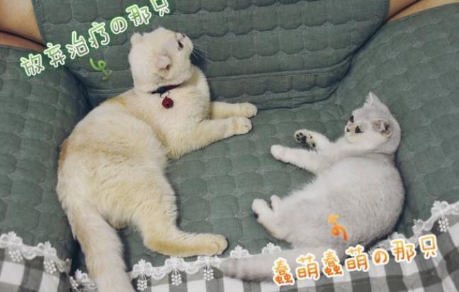 抖音公认4大男神,刘宇宁第四,刘二豆第一实至名归?