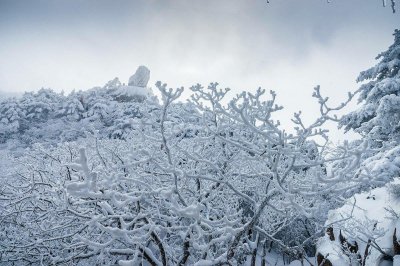 ​此时此刻，我想吟诗一首千山鸟飞绝，万径人踪灭……