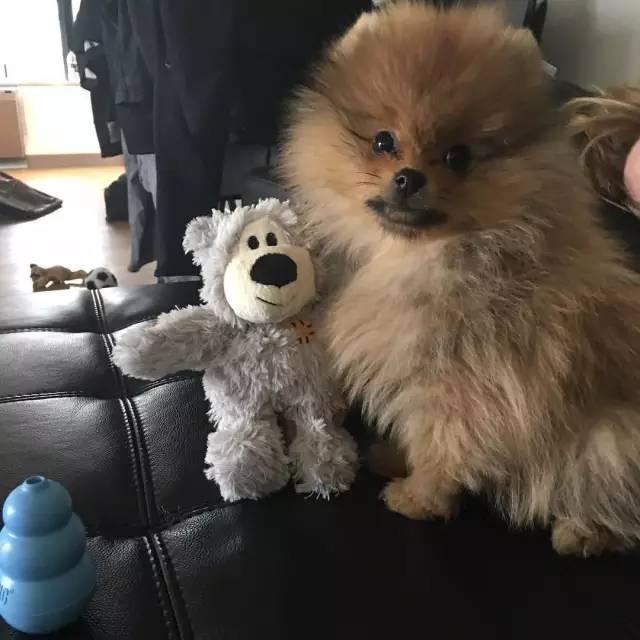 他身高2米重360斤，是世界上最强壮的肌肉野兽！跟他单挑时千万别逼逼，直接给跪了