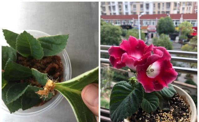 春季养花选这种，花色绚丽多彩，四季花开，好养如绿萝，值得拥有