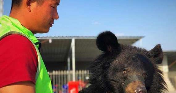 马戏团老虎出逃死亡背后:宿州“马戏之乡”的寒冬