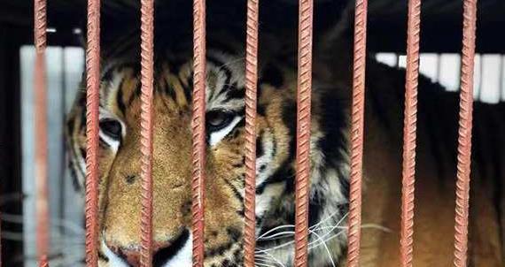 马戏团老虎出逃死亡背后:宿州“马戏之乡”的寒冬