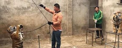 马戏团老虎出逃死亡背后:宿州“马戏之乡”的寒冬