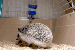 搞笑GIF:长尾巴到底是干什么用的