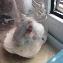 搞笑GIF:长尾巴到底是干什么用的