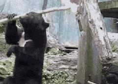 搞笑GIF:长尾巴到底是干什么用的