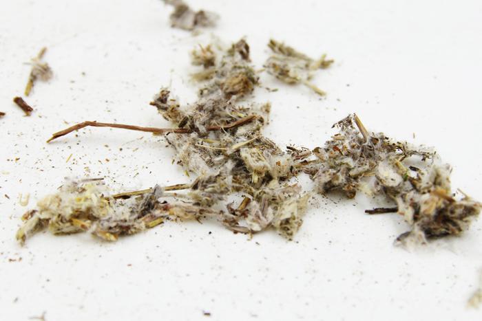 深山里的稀罕野草，人称“老头草”，如今50元一斤成治病良药