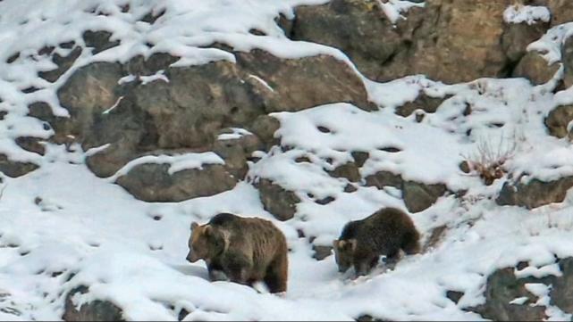 “喜马拉雅雪人”真的存在吗?许多人曾亲眼看到,它竟长这样!
