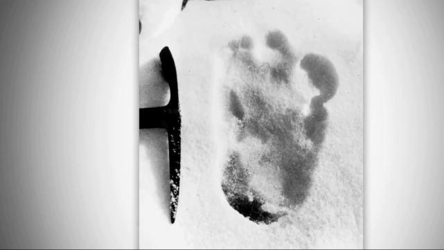 “喜马拉雅雪人”真的存在吗?许多人曾亲眼看到,它竟长这样!