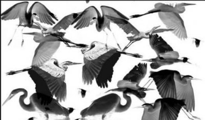 仙鹤于流言中绽放,一手AK技惊四座质疑不攻自破