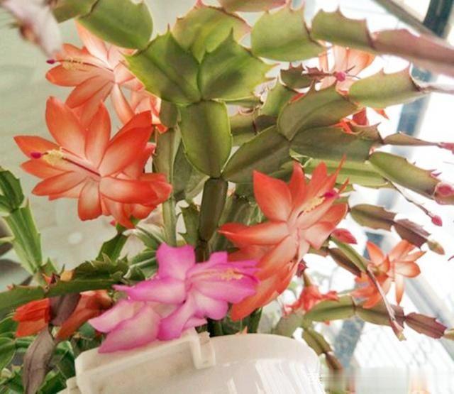 蟹爪兰叶片发软?只需简单2步,就变饱满回来!