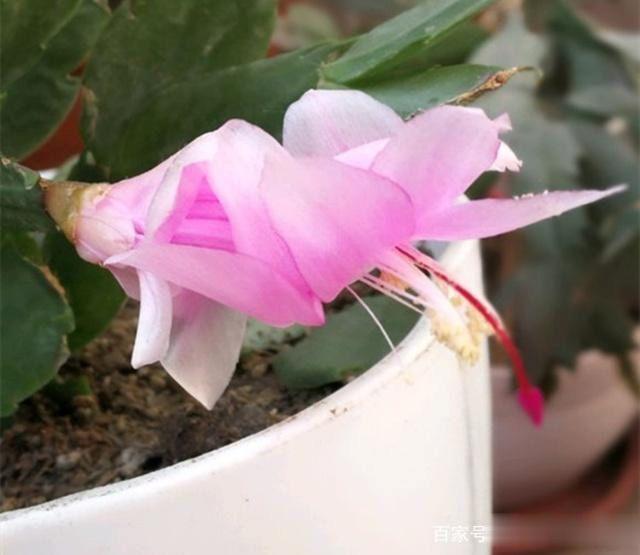 蟹爪兰叶片发软?只需简单2步,就变饱满回来!