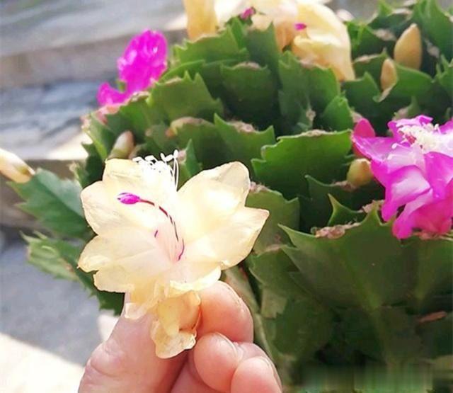 蟹爪兰叶片发软?只需简单2步,就变饱满回来!