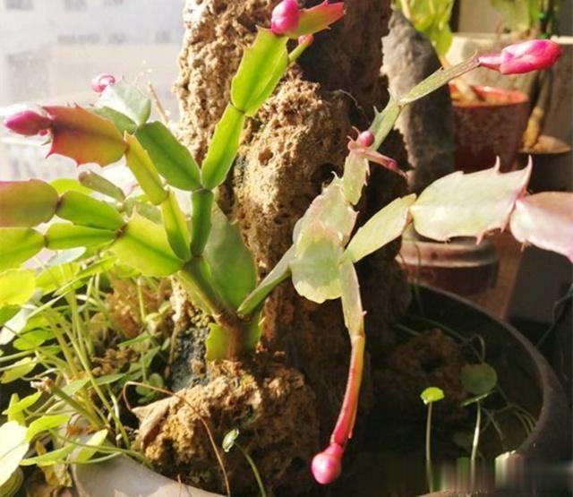 蟹爪兰叶片发软?只需简单2步,就变饱满回来!