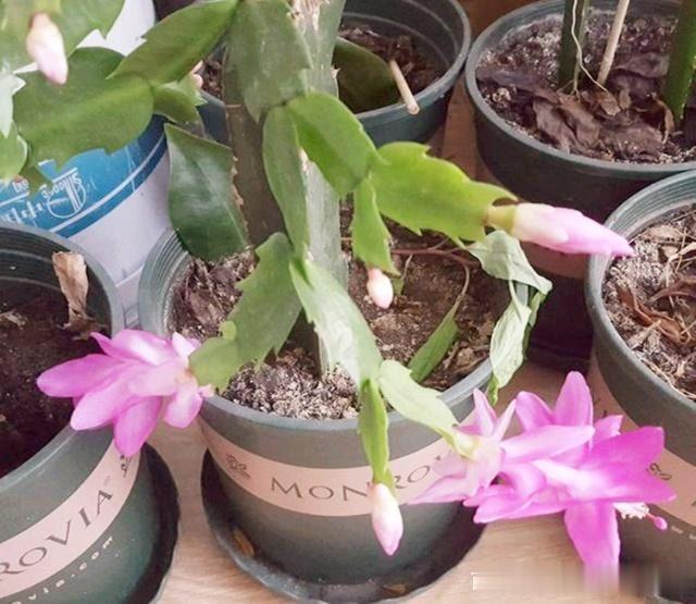 蟹爪兰叶片发软?只需简单2步,就变饱满回来!