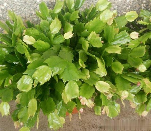 蟹爪兰叶片发软?只需简单2步,就变饱满回来!