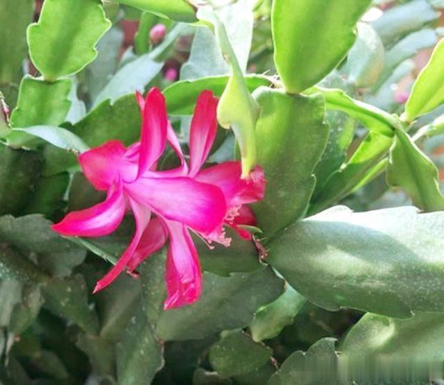 蟹爪兰叶片发软?只需简单2步,就变饱满回来!