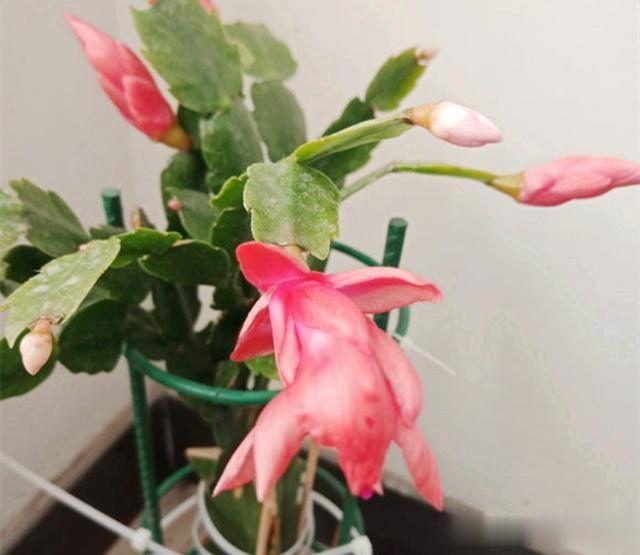 蟹爪兰叶片发软?只需简单2步,就变饱满回来!