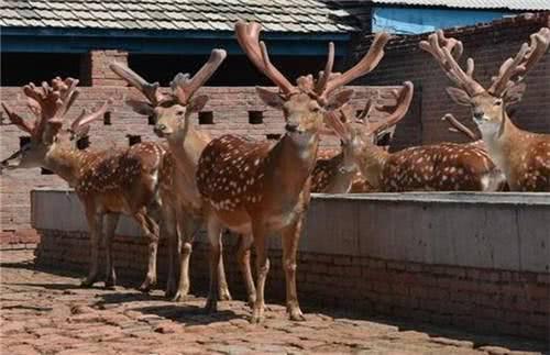 这动物全身是宝,“粪”都能入药,是我国特产,是畜牧业理想项目