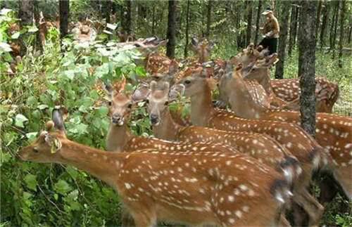 这动物全身是宝,“粪”都能入药,是我国特产,是畜牧业理想项目