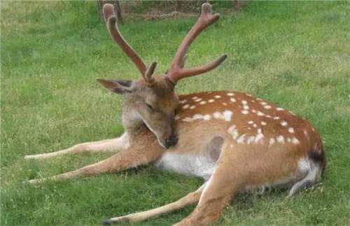 这动物全身是宝,“粪”都能入药,是我国特产,是畜牧业理想项目