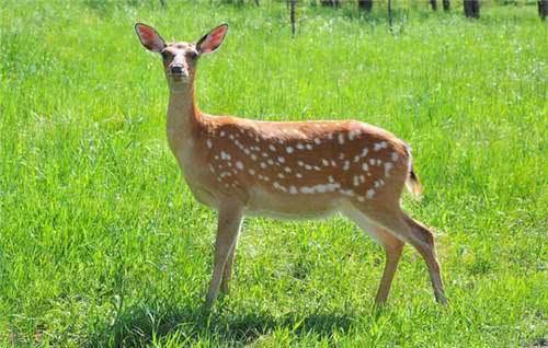 这动物全身是宝,“粪”都能入药,是我国特产,是畜牧业理想项目