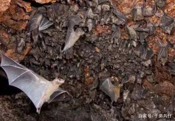 不明病毒在非洲蔓延,传染力被严重低估,两亿人面临感染风险