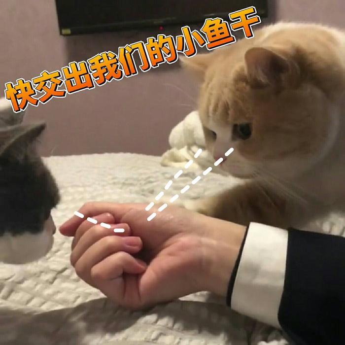 一组可爱猫咪蜜桃的表情包分享