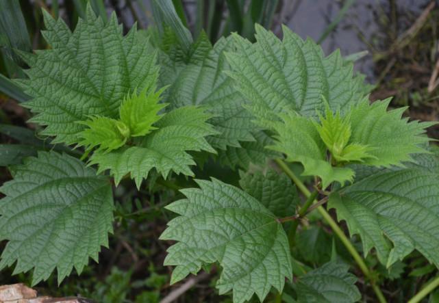 乡下会“咬人”的一种野草，农村人见着都远离，殊不知宝贵用处大