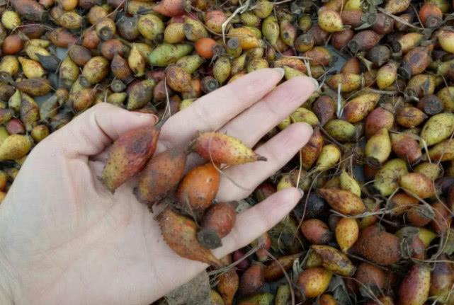 乡下浑身刺的一种野果,它摘了能吃用处还大,晒干便成珍贵好药材