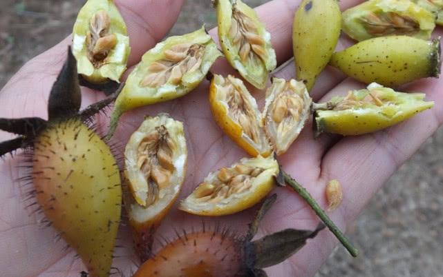 乡下浑身刺的一种野果,它摘了能吃用处还大,晒干便成珍贵好药材