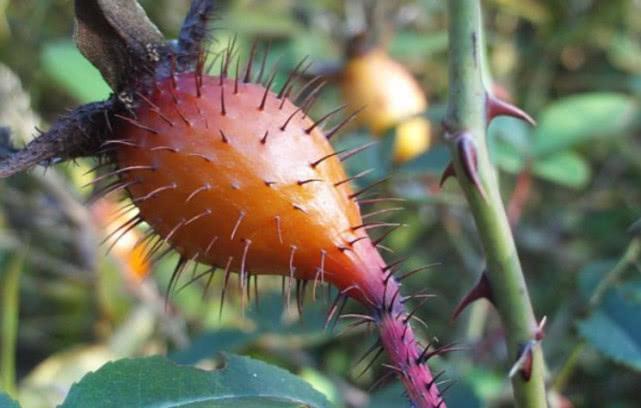 乡下浑身刺的一种野果,它摘了能吃用处还大,晒干便成珍贵好药材