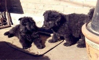 “中国版德牧”黑熊犬太珍贵,全球仅剩几百只