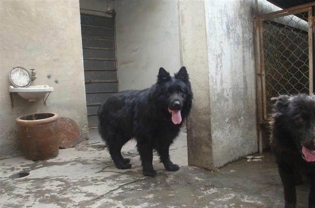 “中国版德牧”黑熊犬太珍贵,全球仅剩几百只