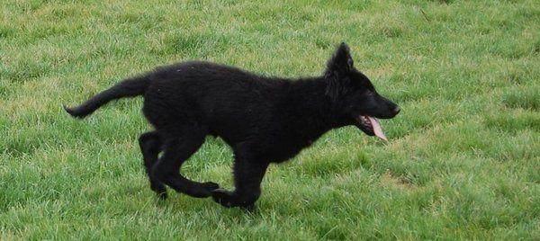 “中国版德牧”黑熊犬太珍贵,全球仅剩几百只