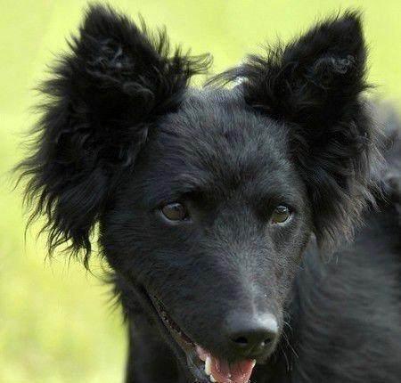 “中国版德牧”黑熊犬太珍贵,全球仅剩几百只